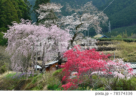 大井川鐵道沿線の旅　満開の徳山しだれ桜 78574336