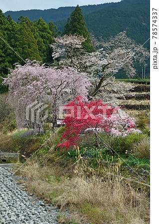 大井川鐵道沿線の旅　満開の徳山しだれ桜 78574337