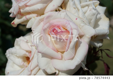 薔薇 薔薇 78574443