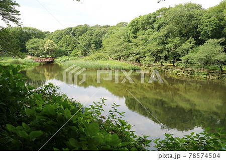 大和市泉の森公園しらかしの池の風景 大和市泉の森公園しらかしの池の風景 78574504