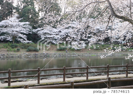 桜の季節の大和市泉の森公園しらかしの池 桜の季節の大和市泉の森公園しらかしの池 78574615
