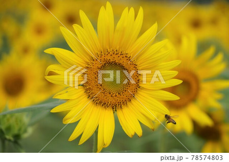 ひまわり 78574803