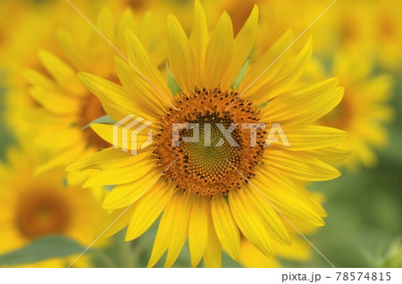 ひまわり 78574815