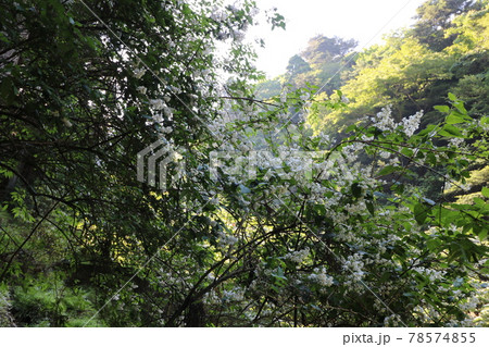 神奈川県の丹沢の大山の登山 神奈川県の丹沢の大山の登山 78574855