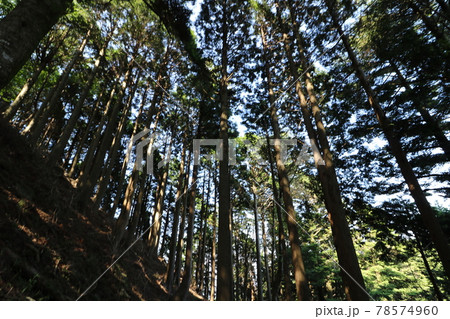 神奈川県の丹沢の大山の登山道 78574960