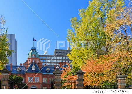 北海道庁旧本庁舎とイチョウ並木道 78574970