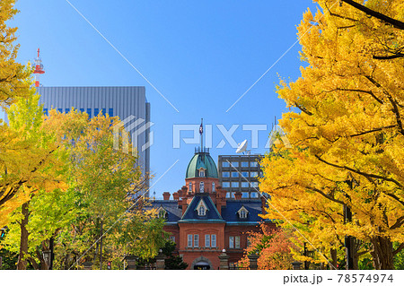 北海道庁旧本庁舎とイチョウ並木道 78574974