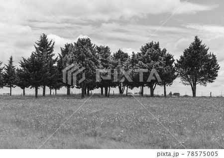 Wild flowers and pines, Patagonia 78575005