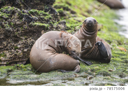 Sea Lion pup walking on a beach, Patagonia Argentina 78575006