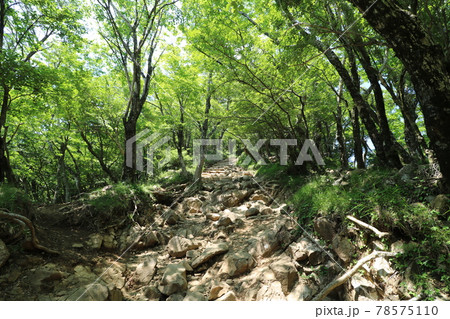 神奈川県の丹沢の大山の登山道 神奈川県の丹沢の大山の登山道 78575110