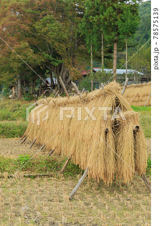 農村風景イメージ_稲はぜ 農村風景イメージ_稲はぜ 78575139
