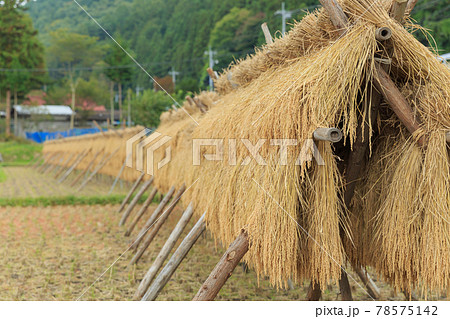 農村風景イメージ_稲はぜ 78575142