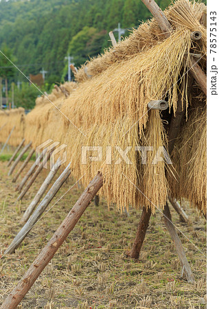 農村風景イメージ_稲はぜ 78575143
