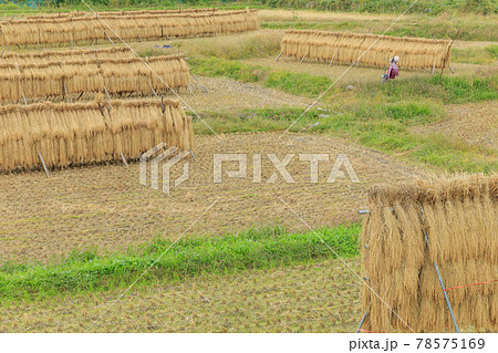 農村風景イメージ_稲はぜ 農村風景イメージ_稲はぜ 78575169
