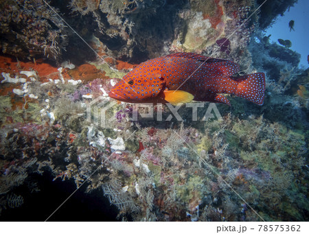 Coral grouper on a reef at the bottom of the Indian Ocean 78575362