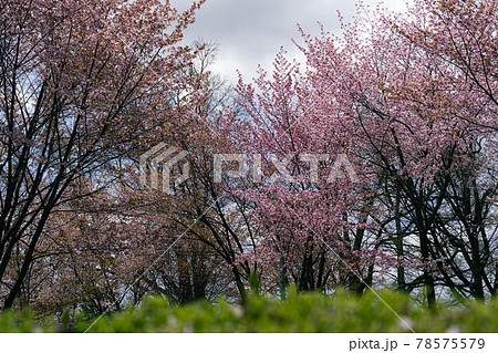 桜舞人々を癒す 桜舞人々を癒す 78575579