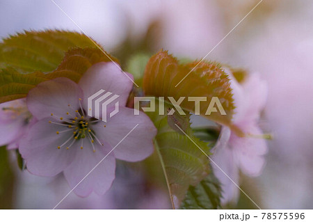 桜舞人々を癒す 桜舞人々を癒す 78575596