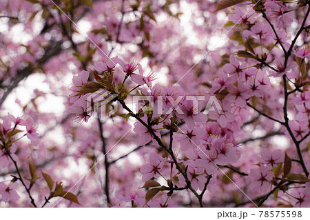 桜舞人々を癒す 桜舞人々を癒す 78575598