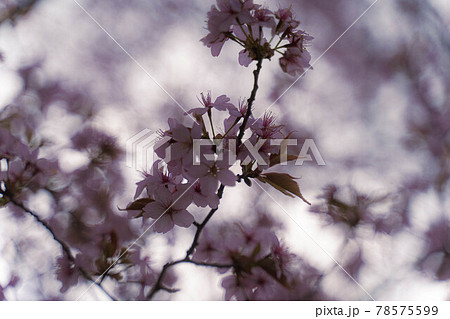 桜舞人々を癒す 桜舞人々を癒す 78575599