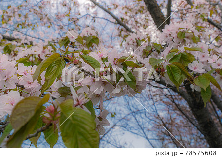 桜舞人々を癒す 78575608