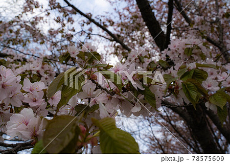 桜舞人々を癒す 桜舞人々を癒す 78575609