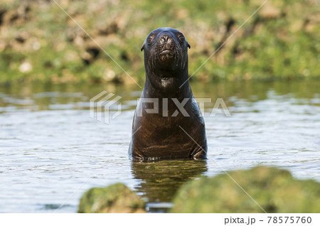 Sea Lion , Patagonia, Argentina 78575760