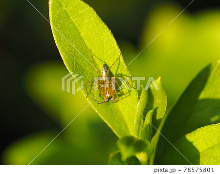 葉の上で獲物を待つササグモ♂ 78575801