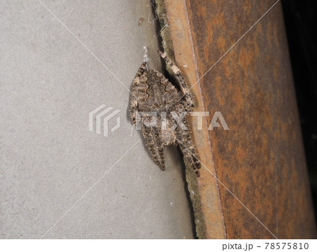 昼間人家で休むオニグモ 78575810