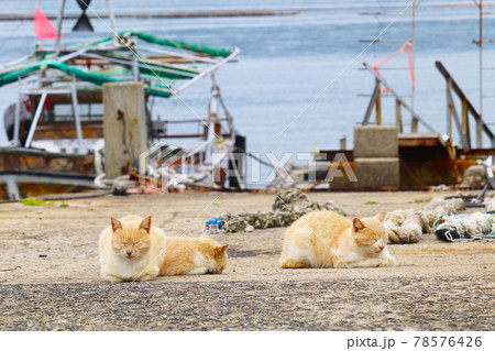 港の猫 78576426