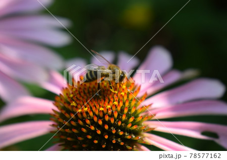 Detailed Closeup of Beautiful Pink or Purple Coneflowers. With Bee Gathering Pollen and Drinking Nectar. 78577162