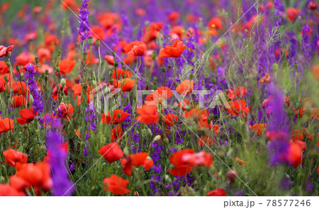 Photo background beautiful red poppies in the field 78577246