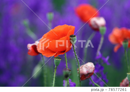 Photo background beautiful red poppies in the field Photo background beautiful red poppies in the field 78577261