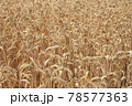 yellow wheat field 78577363
