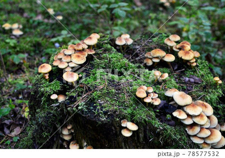 Many dangerous inedible mushrooms grow on a tree stump in a forest. Many dangerous inedible mushrooms grow on a tree stump in a forest. 78577532