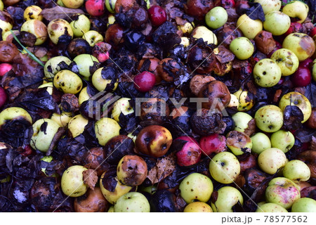 Rotten apples as discarded garbage lie on the ground.  78577562