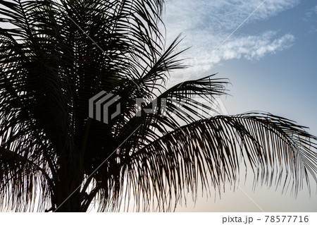 Green palm tree on blue sky background 78577716