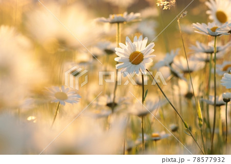 Daisy on a spring meadow at dawn Daisy on a spring meadow at dawn 78577932