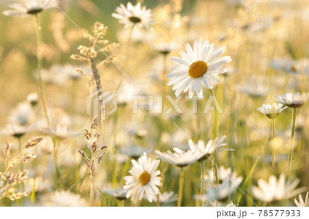 Daisy on a spring meadow at dawn Daisy on a spring meadow at dawn 78577933