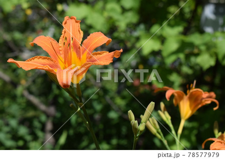 Flower of a Fire Lily (Lilium bulbiferum) Flower of a Fire Lily (Lilium bulbiferum) 78577979