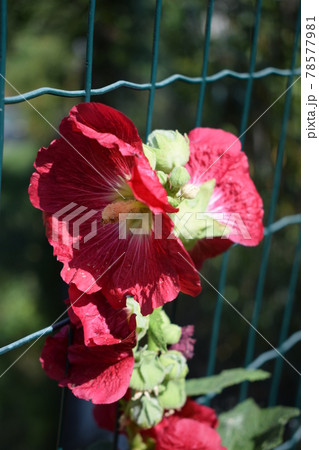Big red delicate flowers of mallow in bloom 78577981