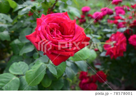 Red Rose on the Branch in the Garden 78578001