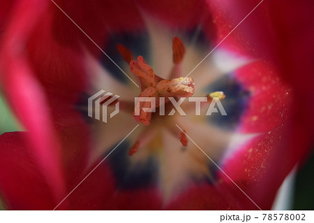 The core of a light pink tulip. Blossoming red-pink tulip. center of tender attraction The core of a light pink tulip. Blossoming red-pink tulip. center of tender attraction 78578002