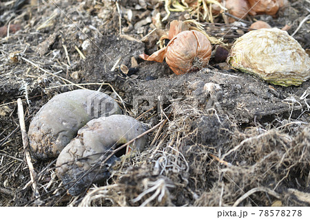 Garbage rotting pile with vegetables and pumpkin cesspool Garbage rotting pile with vegetables and pumpkin cesspool 78578278