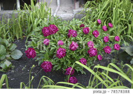 Red peony bushes with greenery in the city Red peony bushes with greenery in the city 78578388