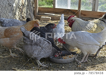 Colorful chickens on the farm are fed with a rooster Colorful chickens on the farm are fed with a rooster 78578438