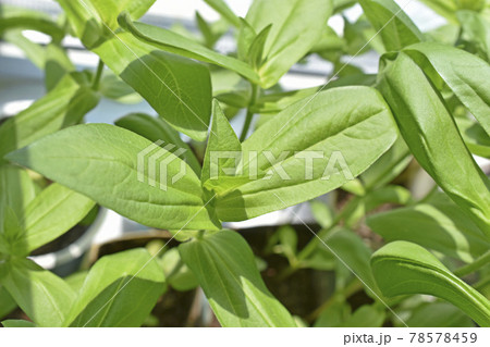 Green bright seedlings of flowers in pots in spring Green bright seedlings of flowers in pots in spring 78578459
