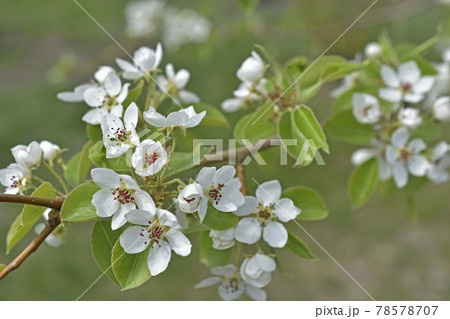 White blooming apple tree flowers in the garden close up White blooming apple tree flowers in the garden close up 78578707