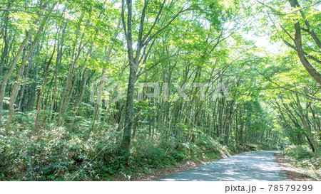 ブナ林の道 大山木谷沢渓流付近 ブナ林の道 大山木谷沢渓流付近 78579299