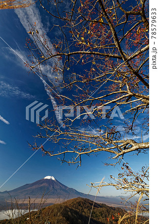 山中湖村・平尾山のマユミの実と富士山 78579633