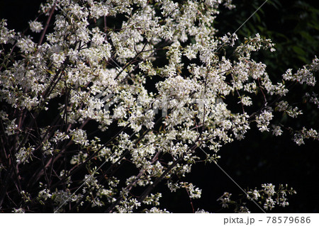日陰に咲く、シデザクラの花 78579686